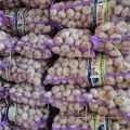 China fresh fruits vegetables supplier wholesale garlic price